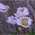 Blumen  am Winde