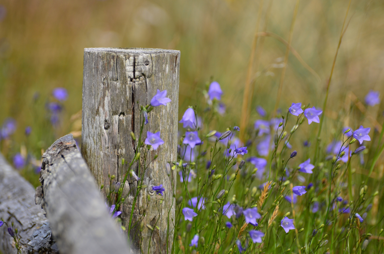 Blumen am Zaun