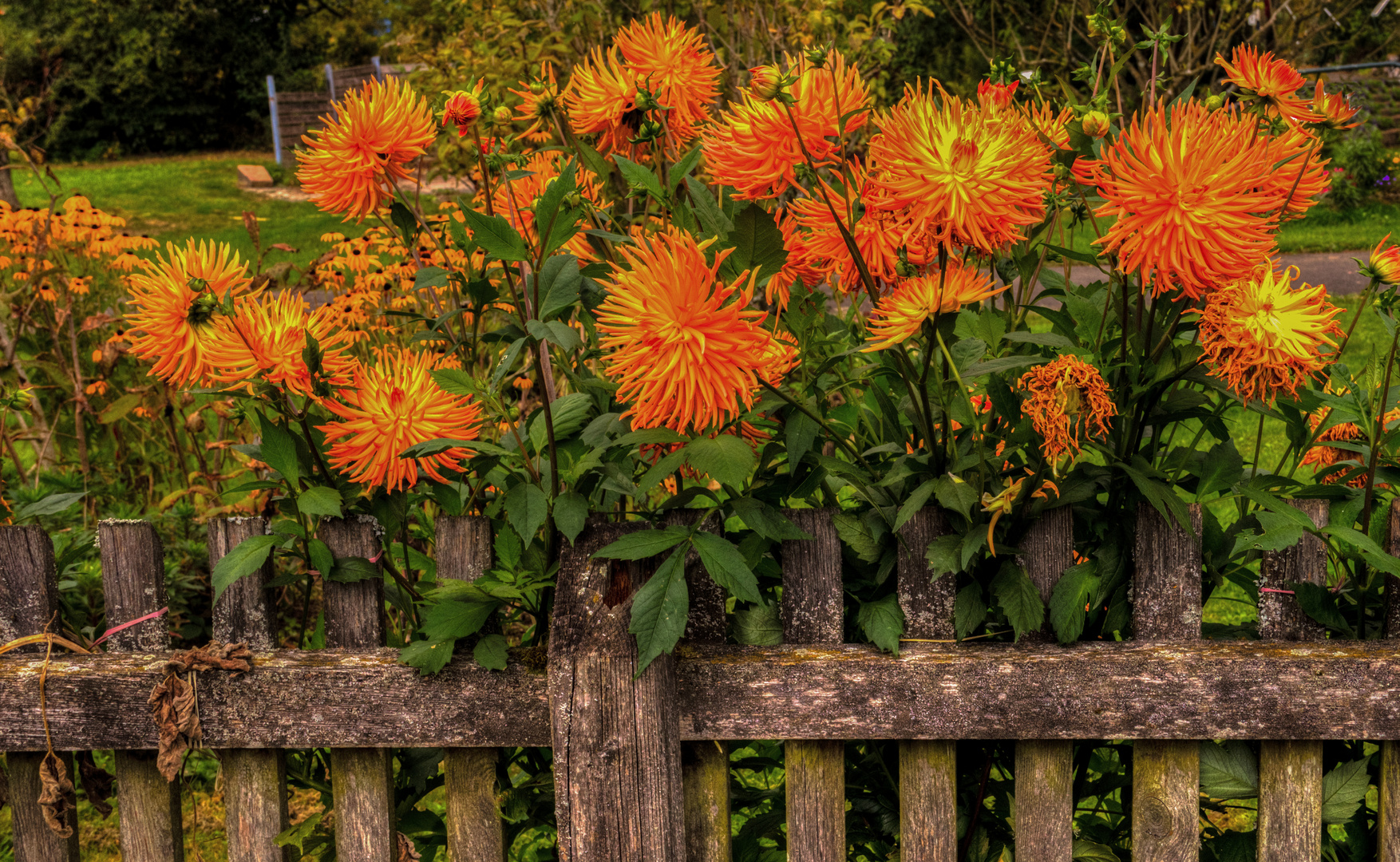 Blumen am Zaun