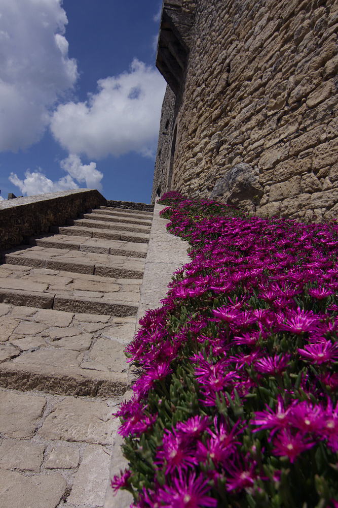 Blumen an der Burgmauer