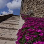 Blumen an der Burgmauer