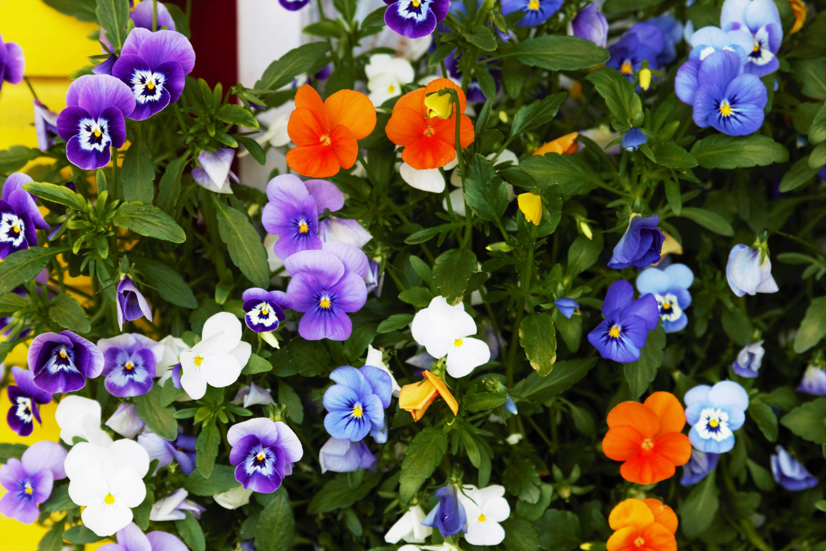 Blumen an der Gartenhütte