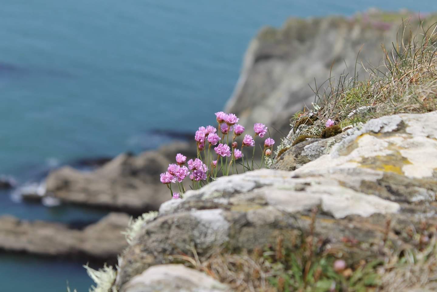 Blumen an der Küste