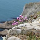 Blumen an der Küste