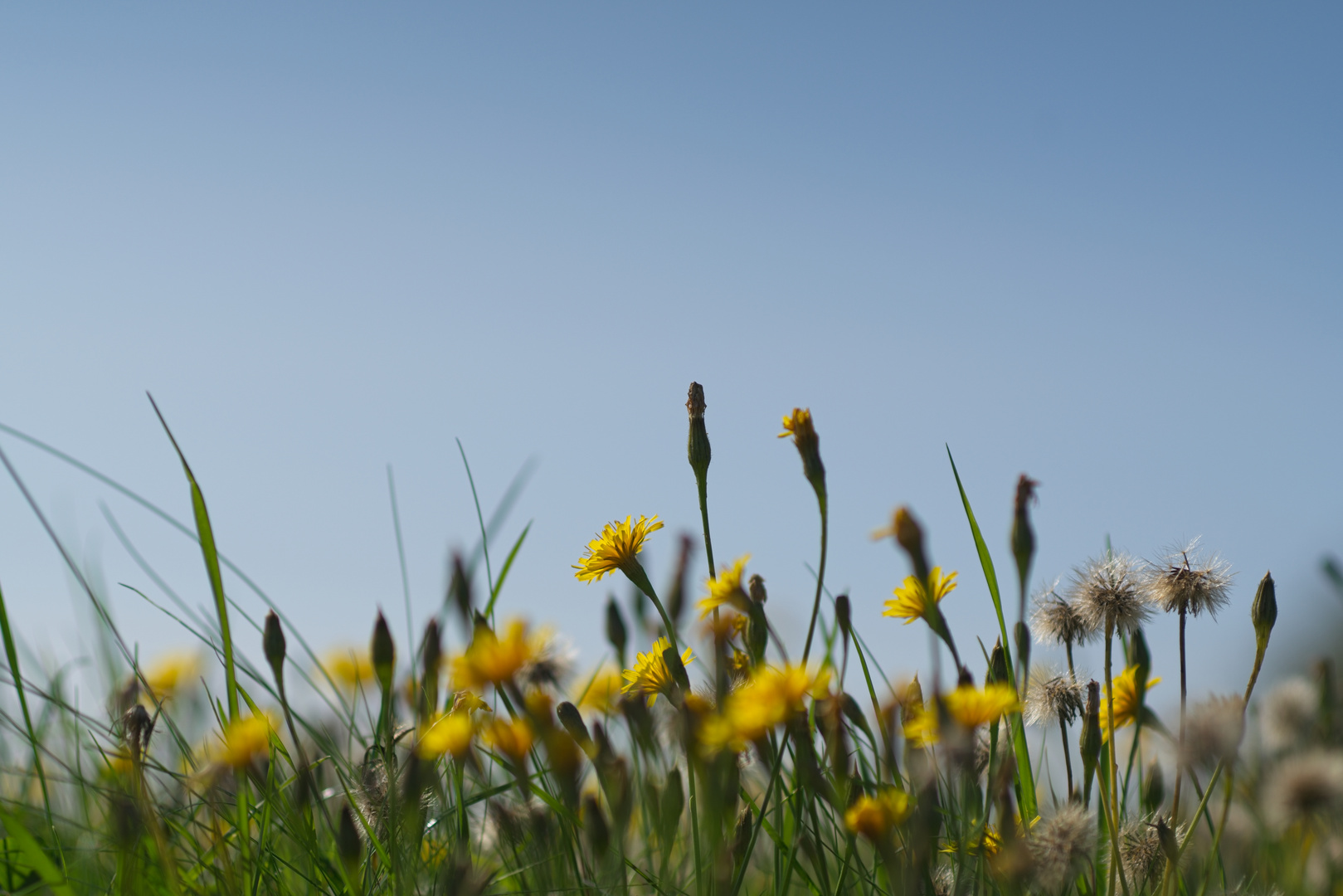 Blumen an der Munkholm-Brücke