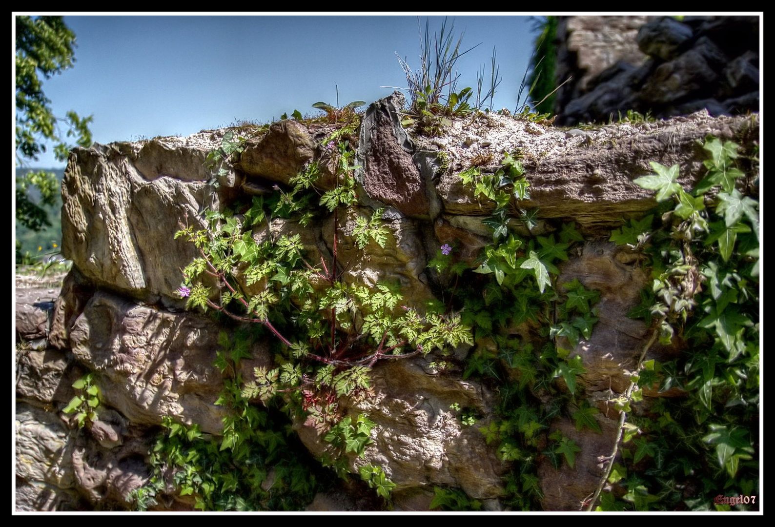 Blumen an der Sandsteinmauer