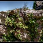 Blumen an der Sandsteinmauer