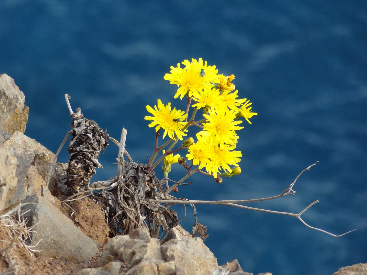 Blumen an der Steilküste Ponta de São Lourenço