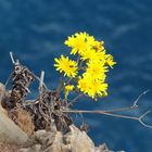 Blumen an der Steilküste Ponta de São Lourenço