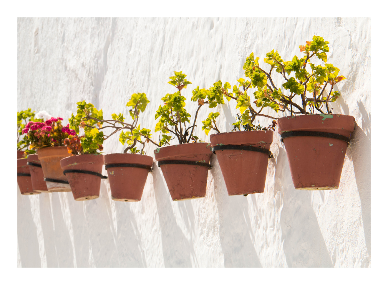 Blumen an der Wand