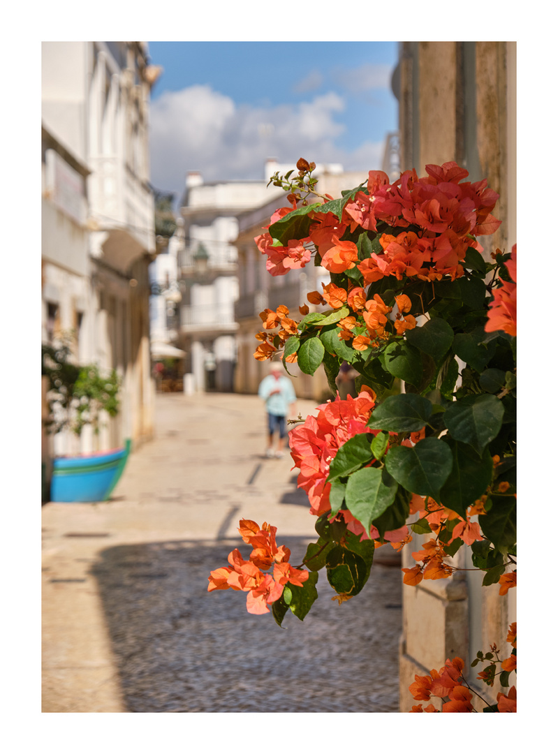 Blumen an der Wand