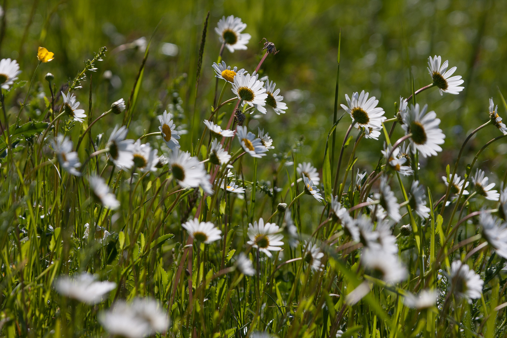 Blumen an diesem trüben Tag