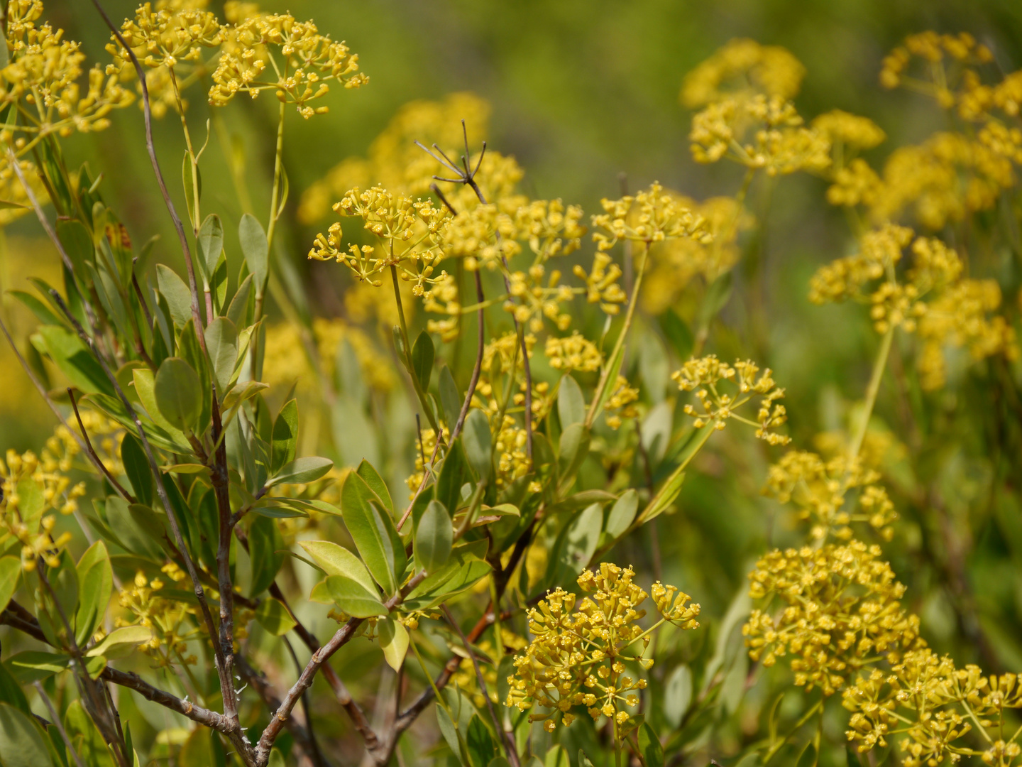 Blumen an einem Sommertag