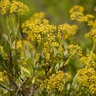 Blumen an einem Sommertag