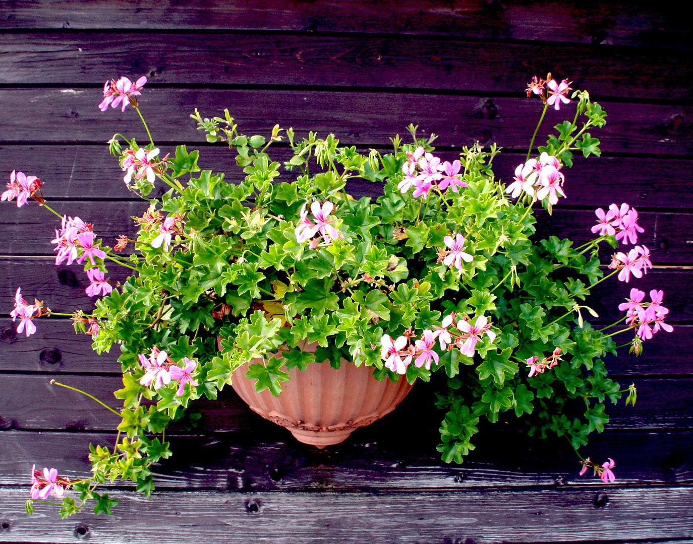 Blumen an Hauswand