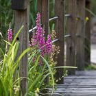 Blumen an kleine Brücke