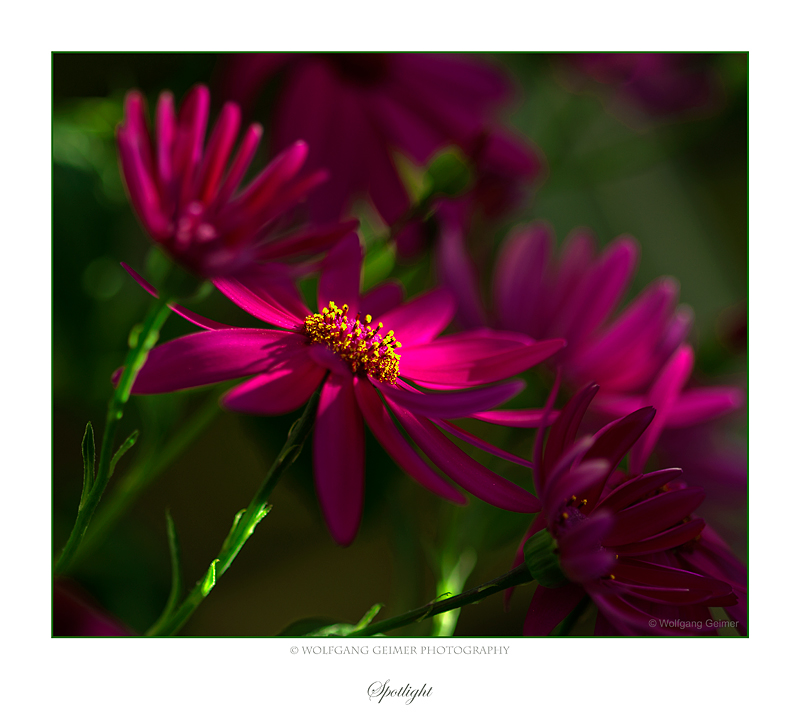 Blumen auf Balkonien