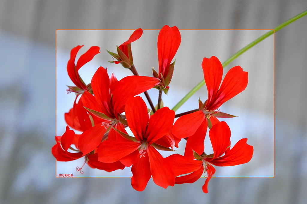 Blumen auf dem Balkon