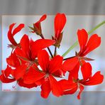 Blumen auf dem Balkon