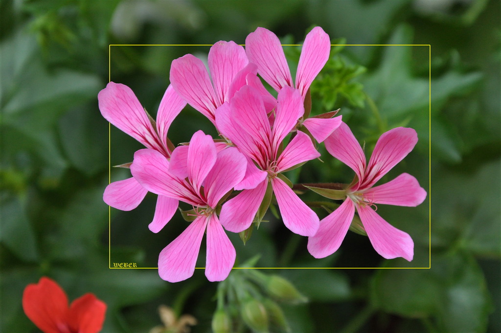 Blumen auf dem Balkon II