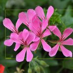 Blumen auf dem Balkon II