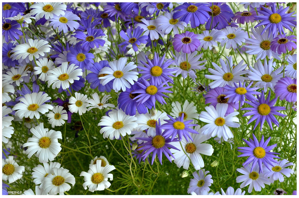 Blumen auf dem Balkon III