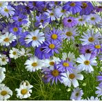 Blumen auf dem Balkon III