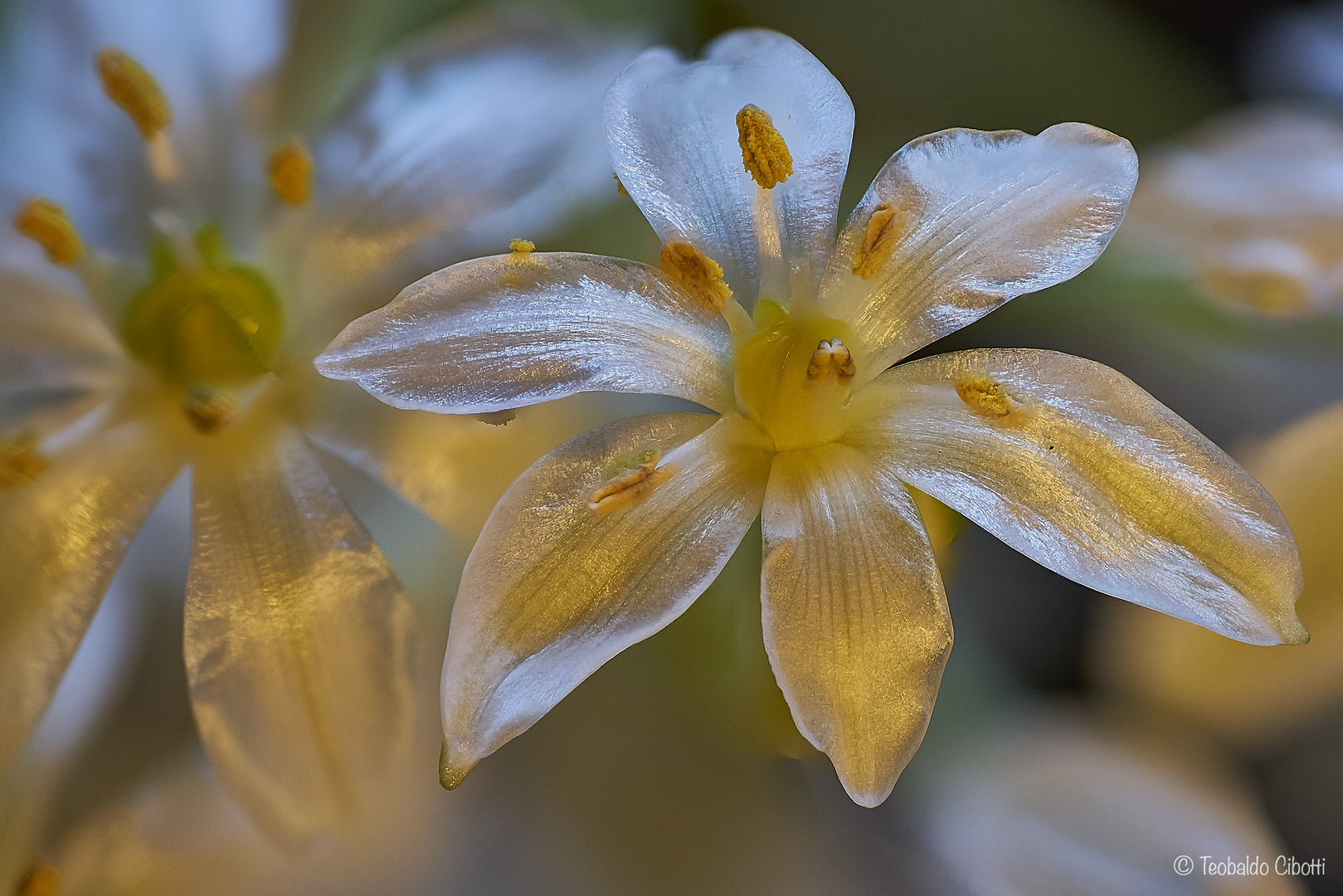 Blumen auf dem Fensterbrett