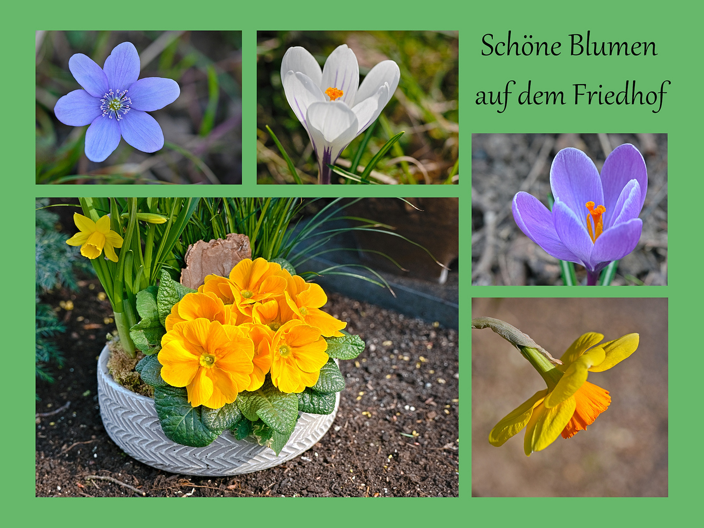 Blumen auf dem Friedhof