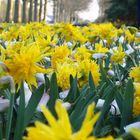 Blumen auf dem "Keukenhof" in den Niederlanden