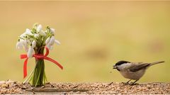 Blumen auf dem Tisch . . .