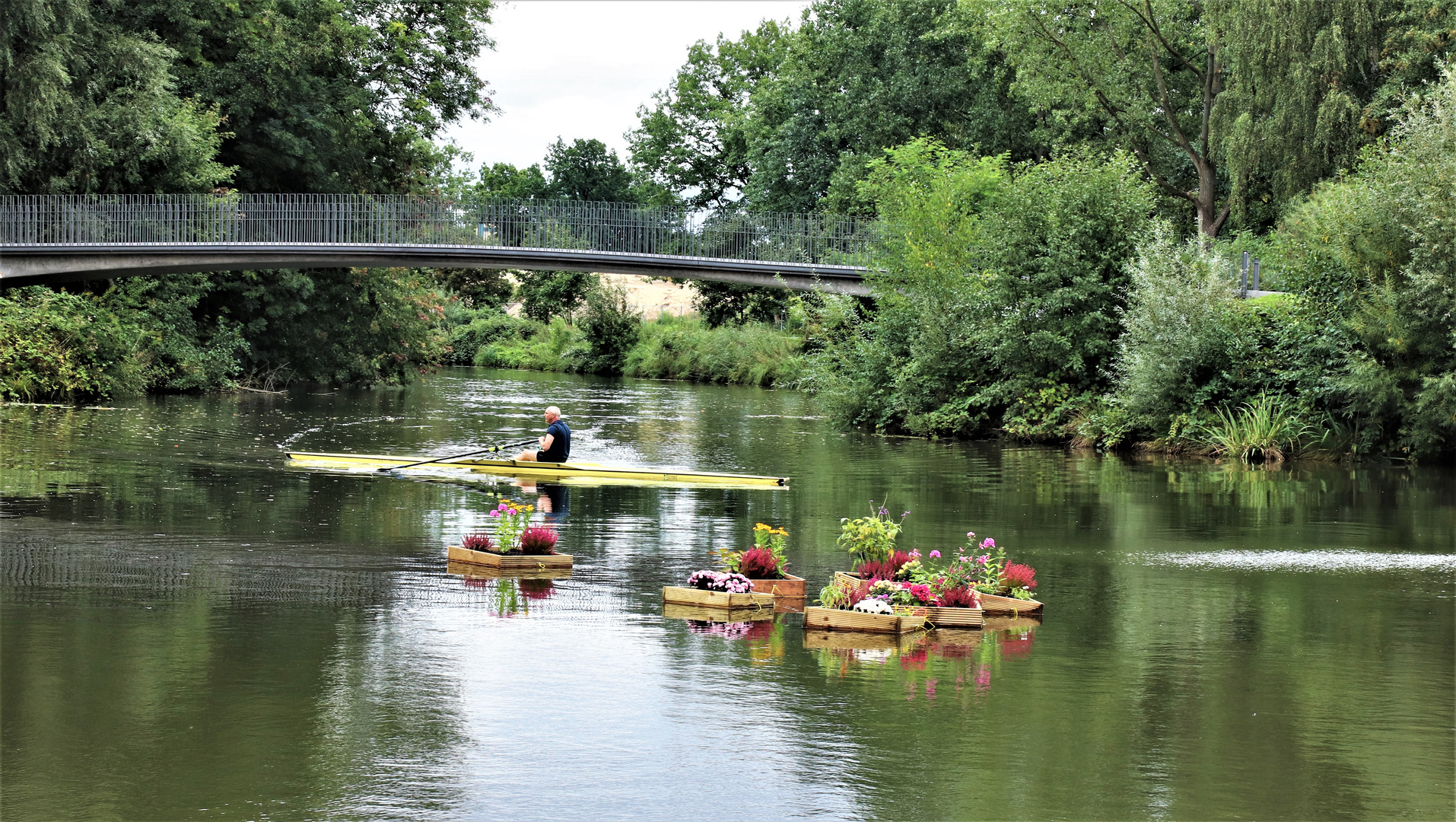 Blumen auf dem Wasser