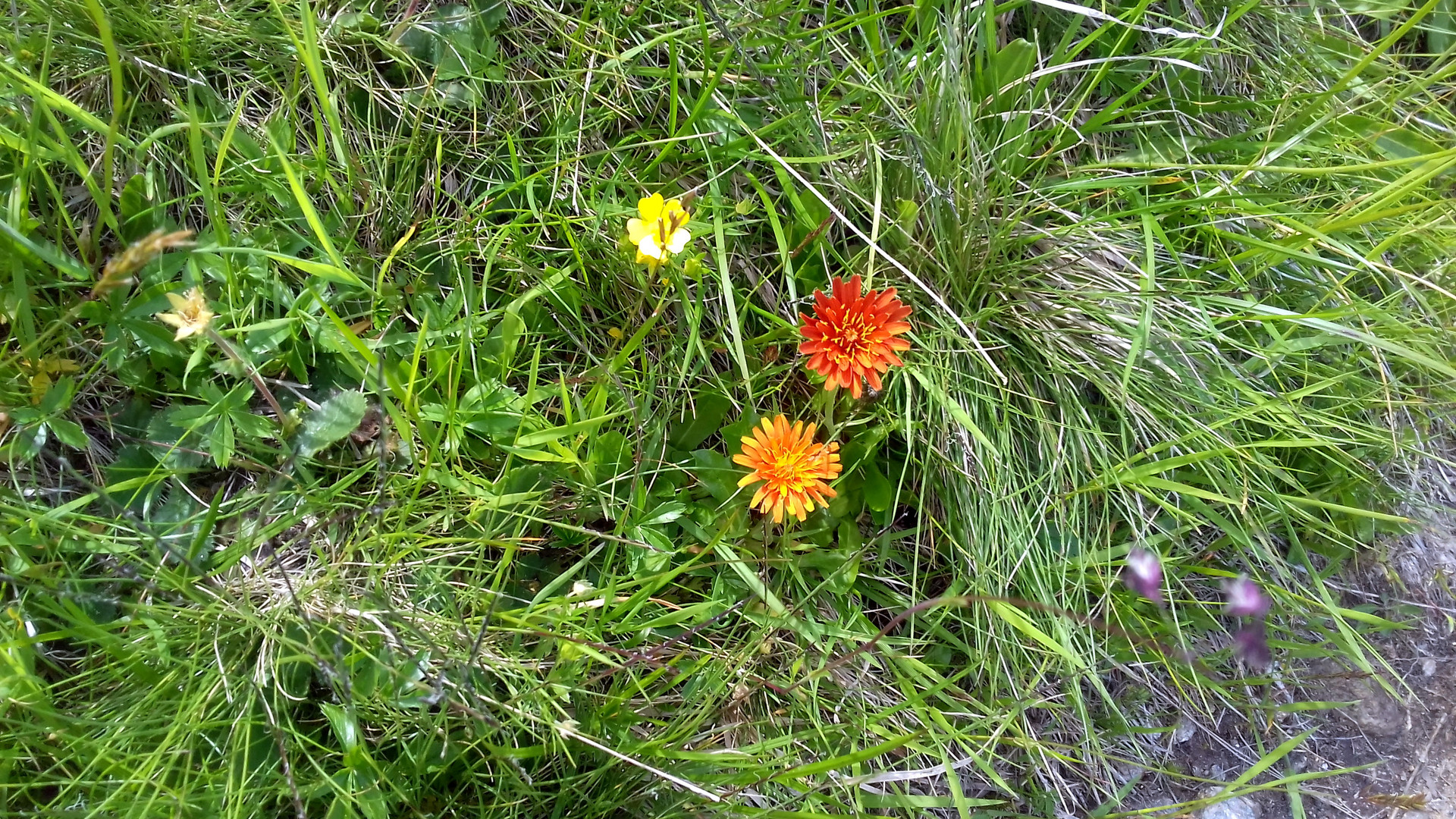 Blumen auf der Alp