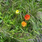 Blumen auf der Alp