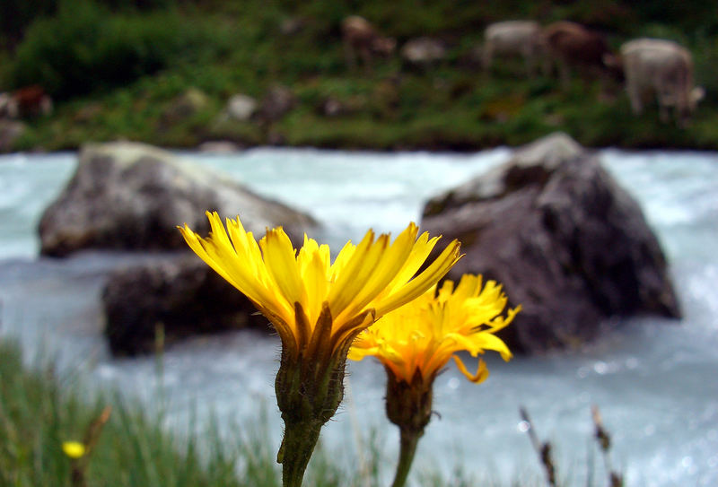 Blumen auf der Alp am Bach