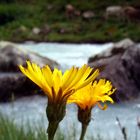 Blumen auf der Alp am Bach