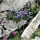 Blumen auf der Alp