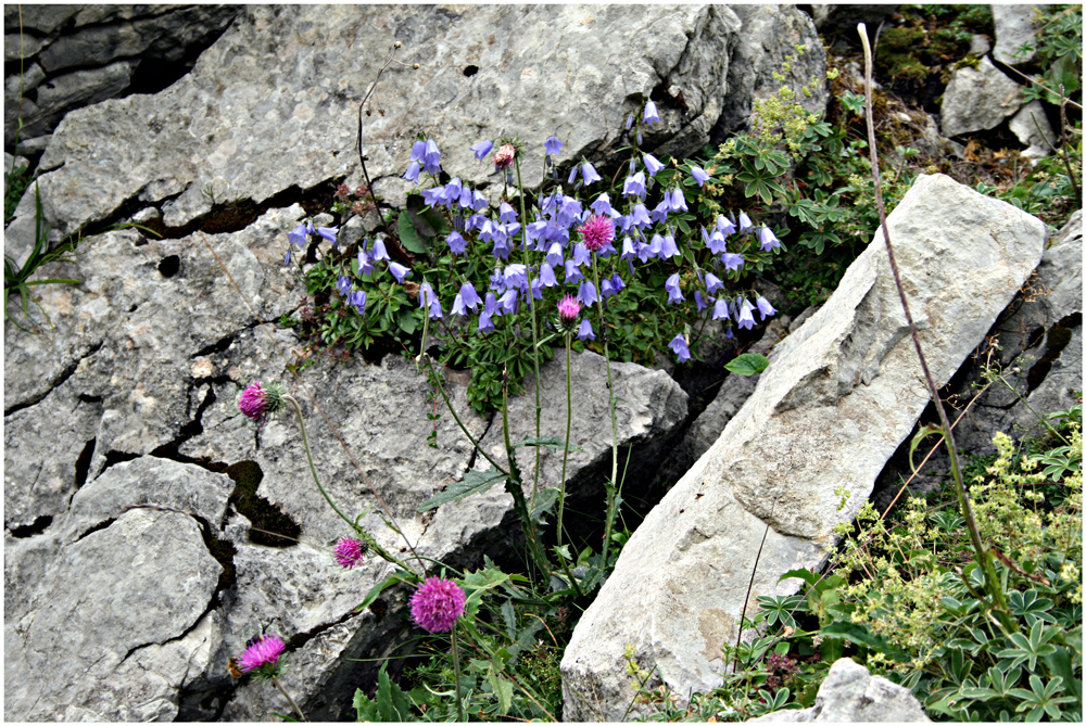 Blumen auf der Alp