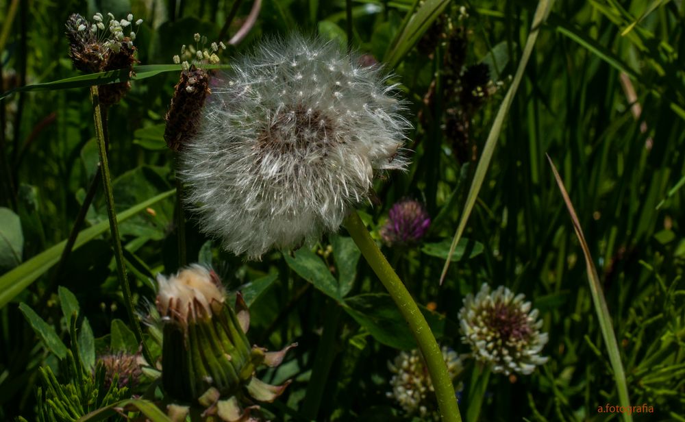 Blumen auf der Alpwiese.....