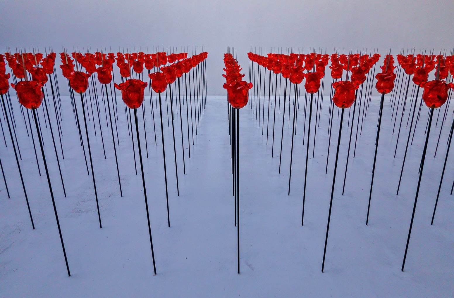 Blumen auf der biennale