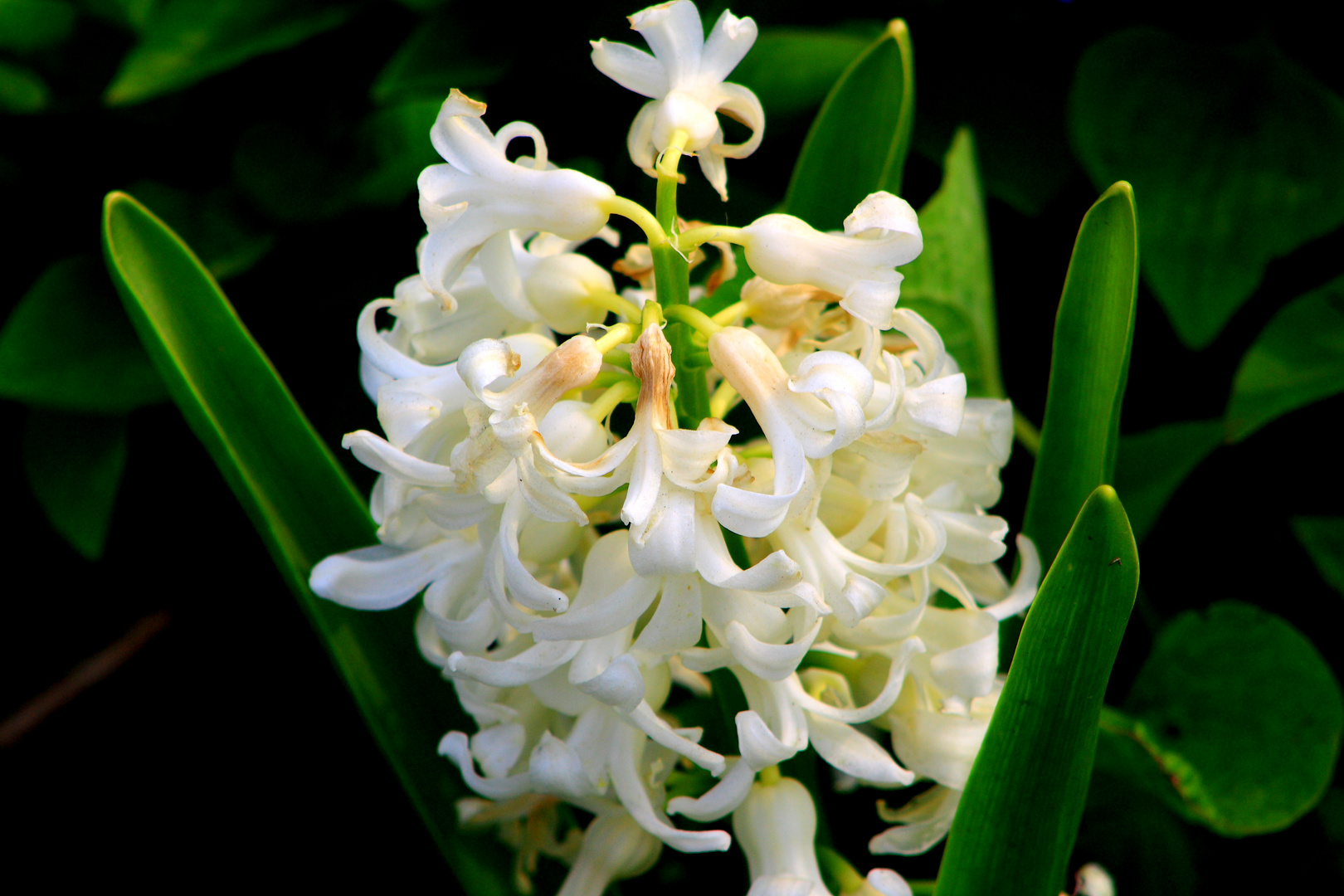 Blumen auf der LaGa