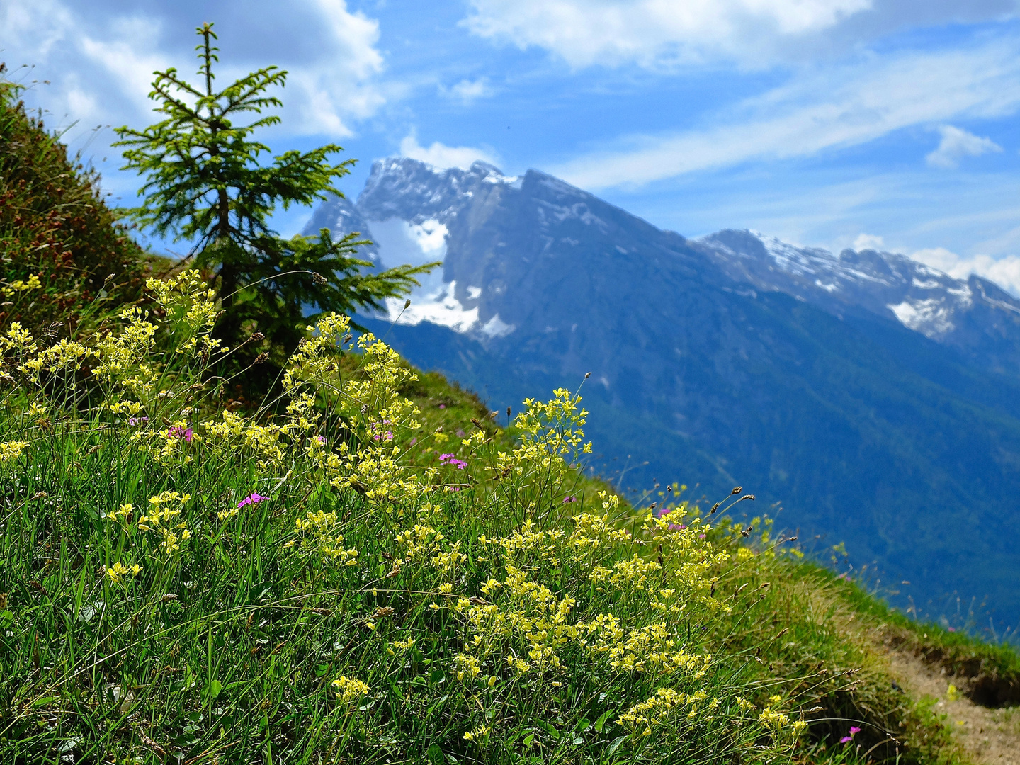 Blumen auf der Mordaualm mit Hochkalter