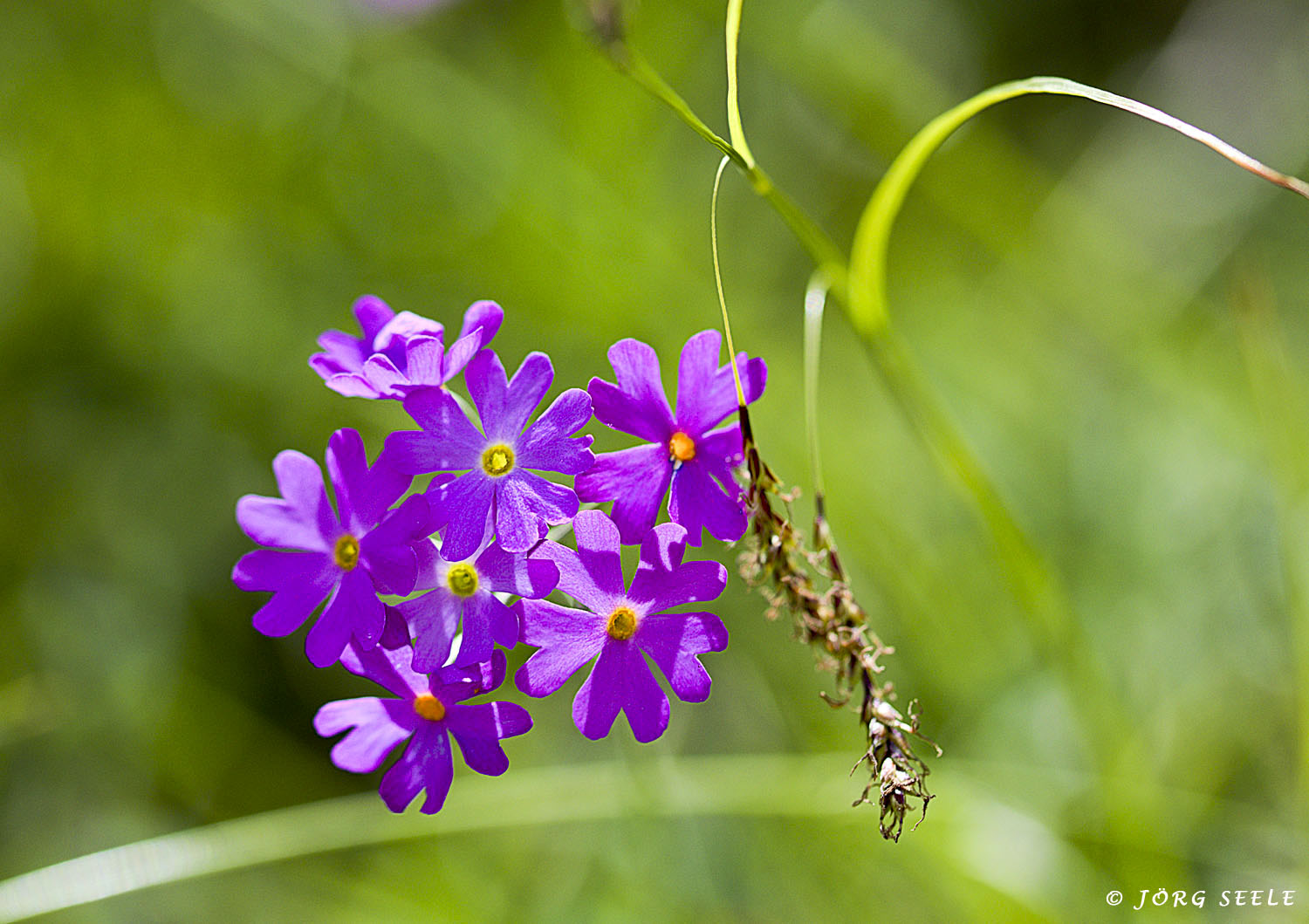 Blumen auf der Reiteralm