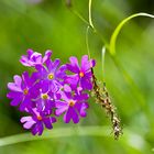 Blumen auf der Reiteralm