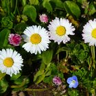 Blumen auf der Sommerwiese         Mittwochsblümchen n