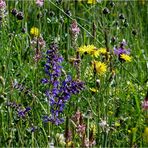 Blumen auf der Streuobstwiese