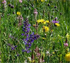 Blumen auf der Streuobstwiese