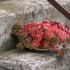 Blumen auf der Treppe