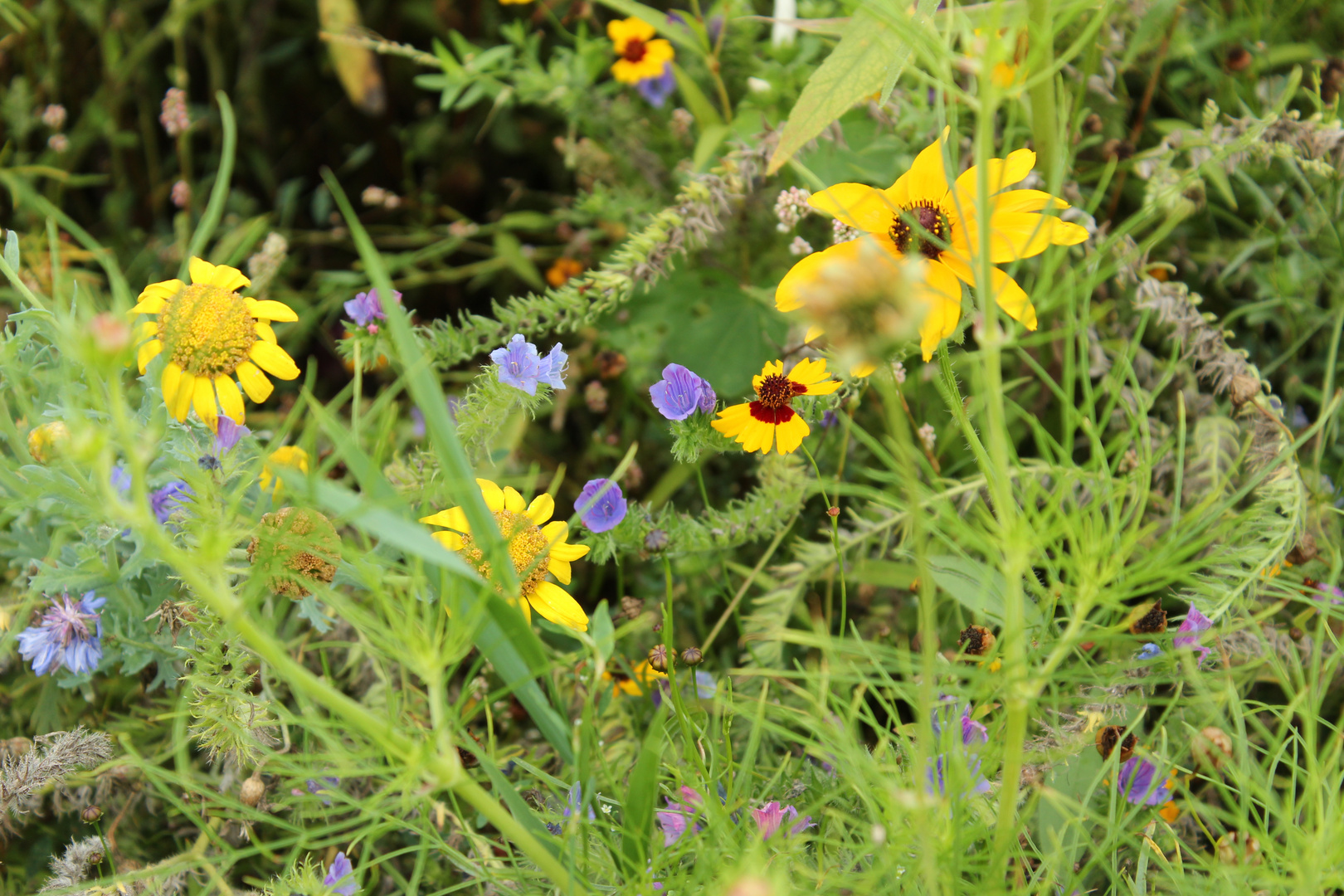 Blumen auf der Wiese