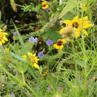 Blumen auf der Wiese